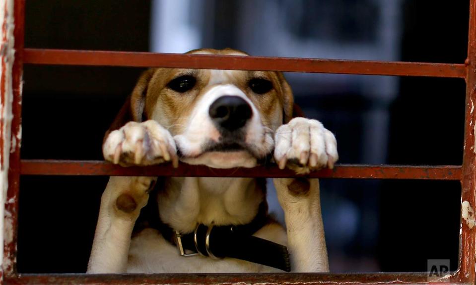 <p>A dog found wandering the streets in the aftermath of a 7.1-magnitude earthquake, stands on his hind legs, looking out from “La Casa del Mestizo” animal shelter, in Mexico City. Rescuers have found some animals skittishly wandering the streets and taken them to shelters. They know they are someone’s pet because they are clean, sociable and appear well cared for. (AP Photo/Natacha Pisarenko) </p>