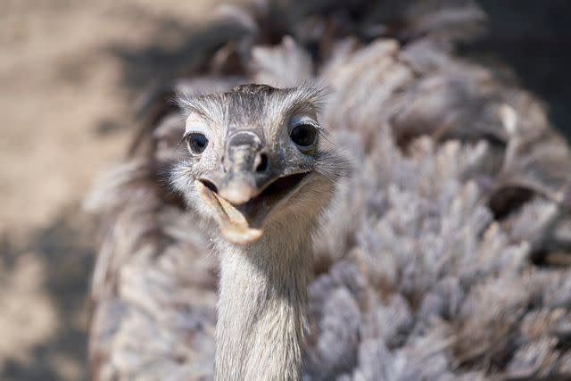 <p>Getty</p> Stock image of an ostrich