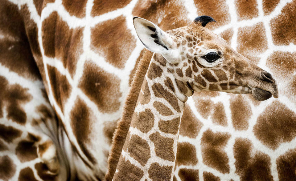 A newborn giraffe in Artis Zoo, Amsterdam, the Netherlands