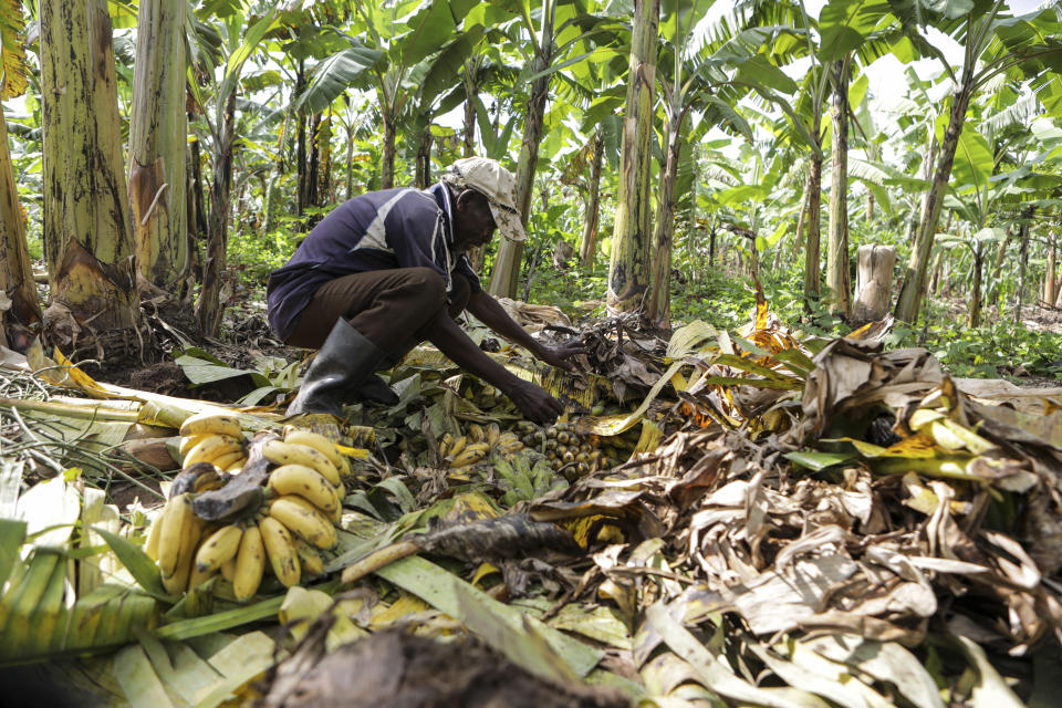 Girino Ndyanabo picks ripened bananas from a pit in his banana plantation in Mbarara, Uganda, Dec. 11, 2023. Banana are used for Tonto, a legendary traditional drink in Uganda. But the fermented banana juice is under threat as authorities move to regulate the production of what are considered illicit home brews. (AP Photo/Hajarah Nalwadda)