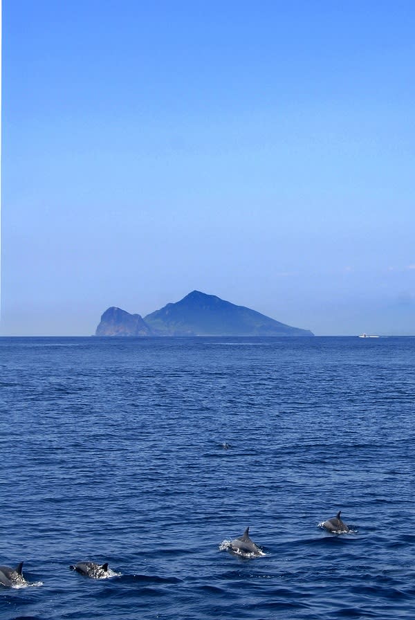 龜山島是賞豚鯨的絕佳地點