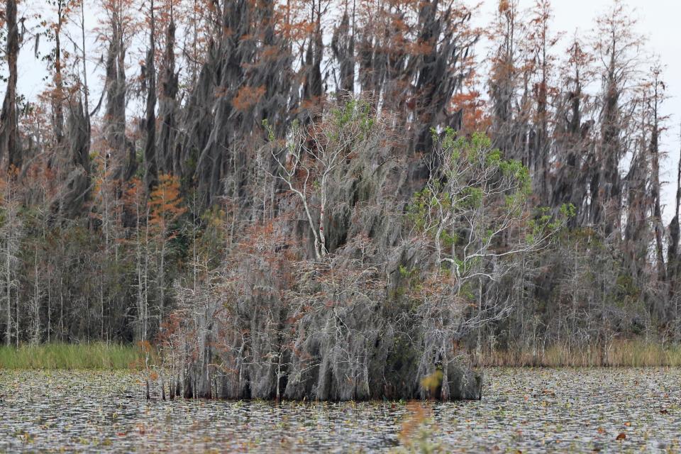 A cypress dome growing in the Okefenokee National Wildlife Refuge near Folkston, Ga. Kim Bednarek, executive director at the Okefenokee Swamp Park & Adventures, is working to have the Okefenokee become a UNESCO World Heritage site. [Corey Perrine/Florida Times-Union]