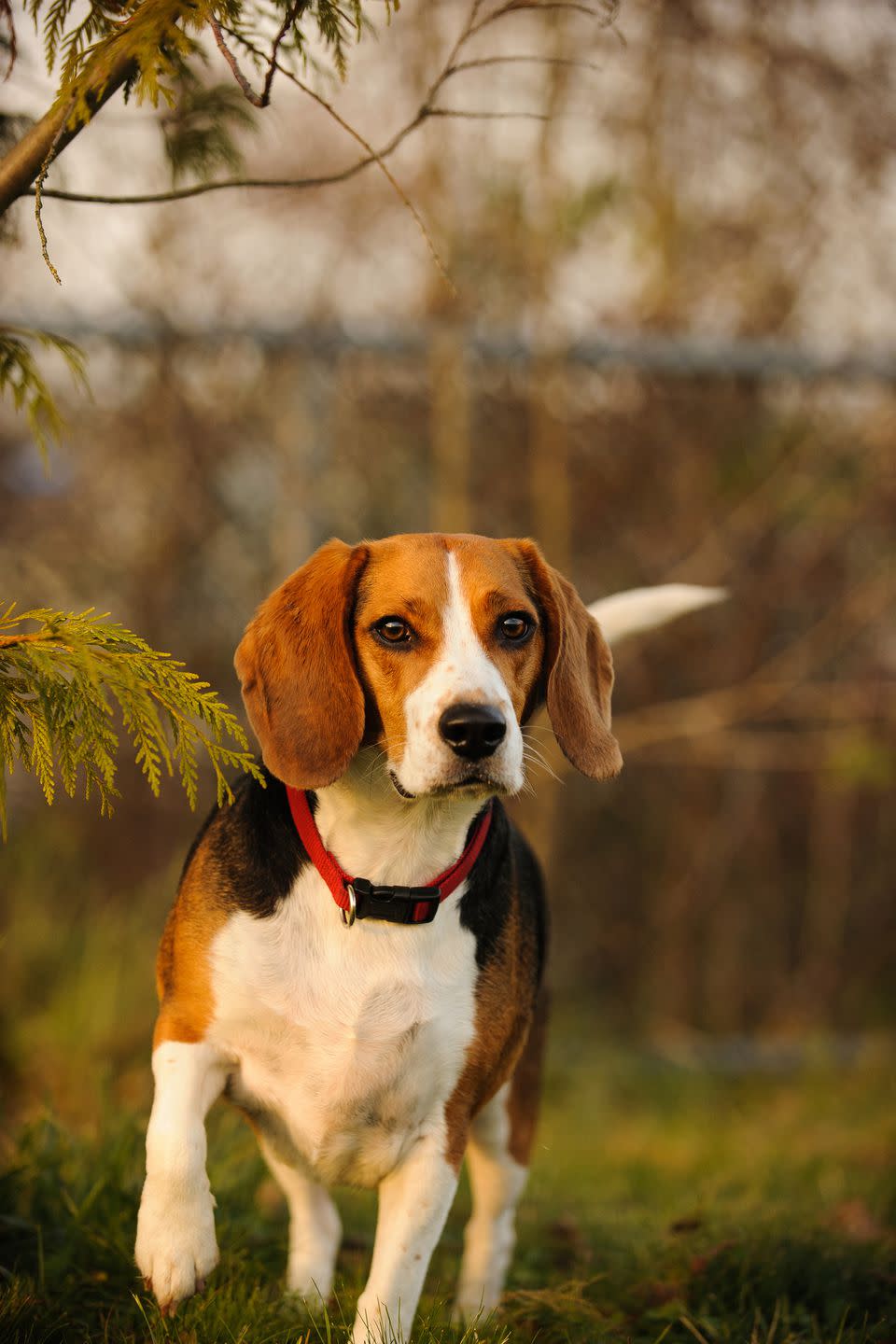<p>Beagles were meant to hunt in packs, which means they live for companionship and have tons of energy - pretty much all of the time. These curious pups <a rel="nofollow noopener" href="https://www.womansday.com/life/pet-care/g3227/funny-dogs-grace-chon/" target="_blank" data-ylk="slk:require playtime;elm:context_link;itc:0;sec:content-canvas" class="link ">require playtime</a> and a lot of love, but in return you'll get a loyal and friendly pet.</p>