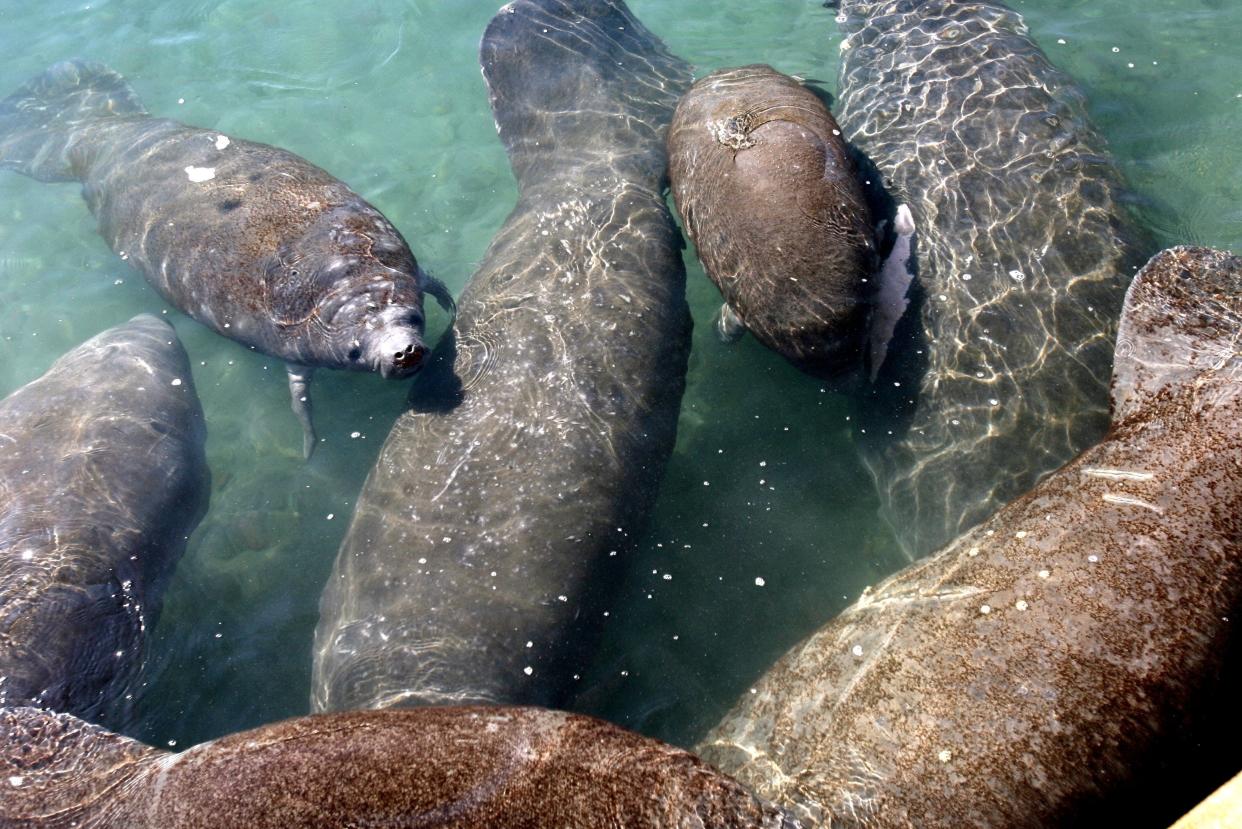 Some of about 280 manatees huddle in warmer outfall water (68 degrees Fahrenheit) near a Florida Power & Light plant at Riviera Beach in this file photo. The plant had a practice of turning on the warm water outfall when the water temperature fell below 61 degrees F.