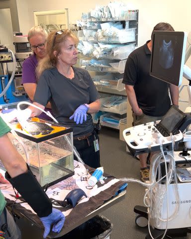 <p>Courtesy of Denver Zoo</p> Fish getting a CT scan