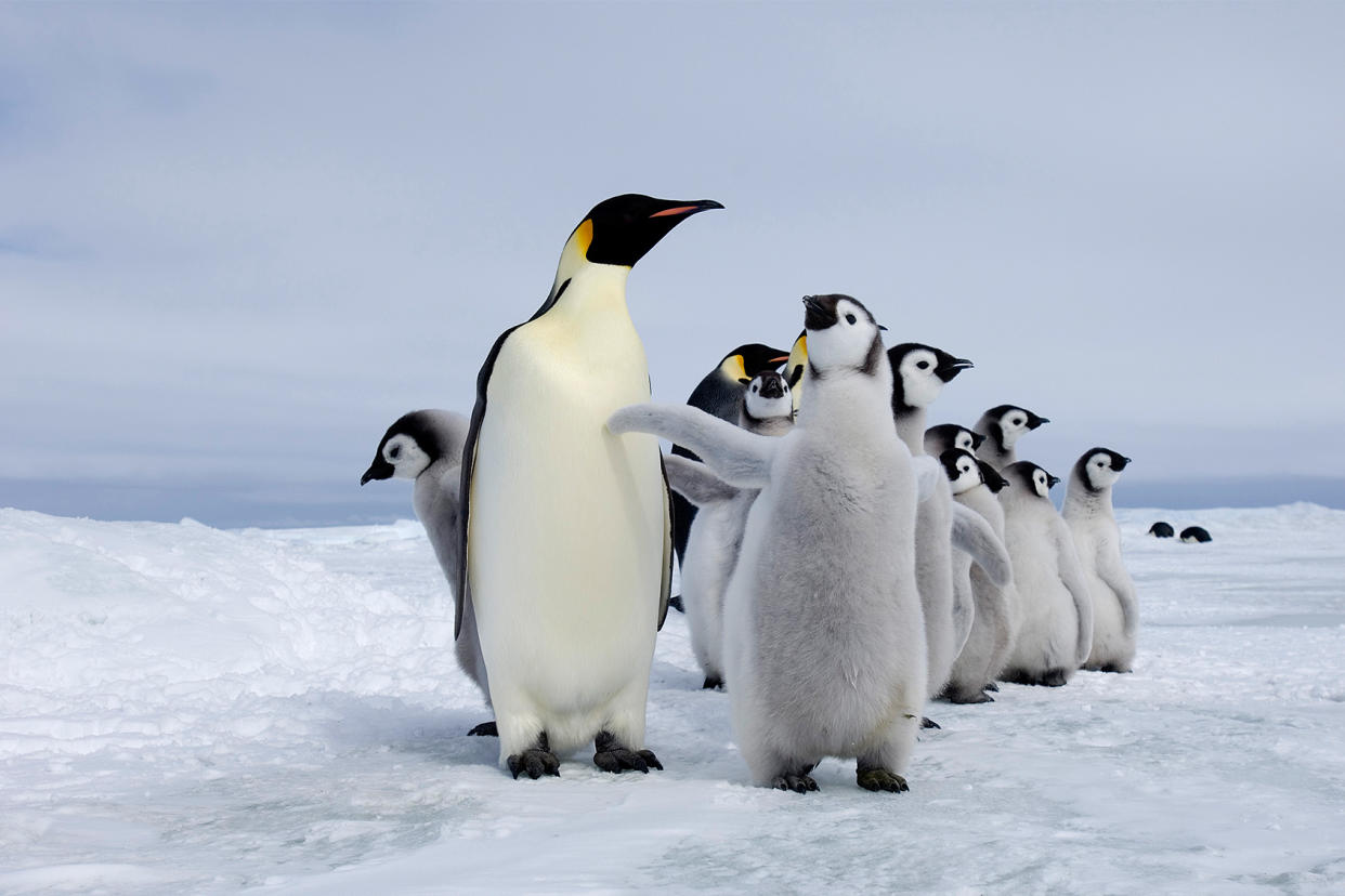emperor penguins David Tipling/Education Images/Universal Images Group via Getty Images