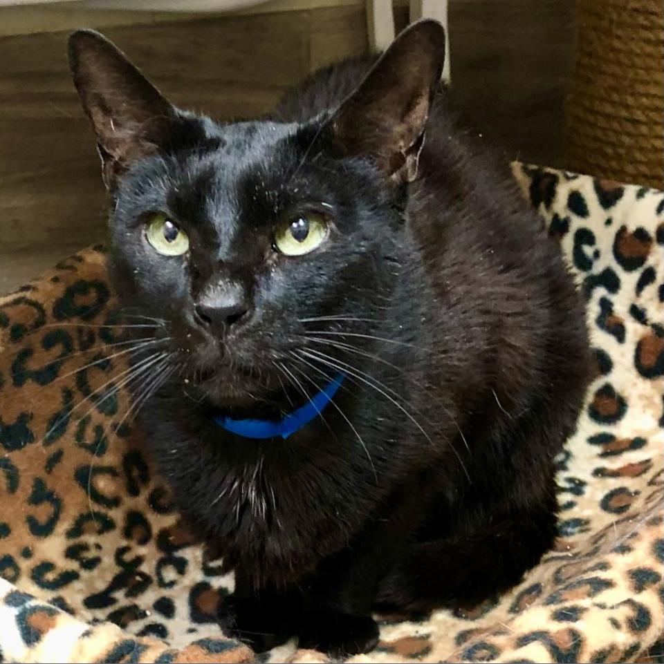 Cole is your typical lap cat who is affectionate in every way. He's very talkative and loves chicken and laps. He just isn't great with very small humans.