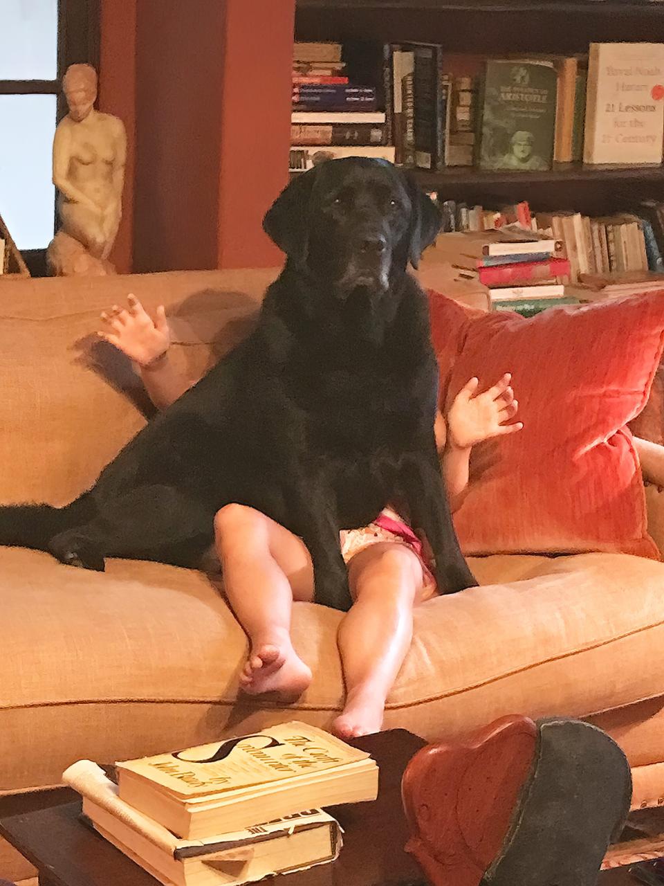 A black dog sits on the lap of a small child, covering her completely.