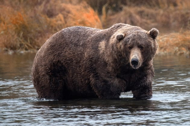 fat-bear-week-cheating-scandal.jpg  fat bear week Alaskan Brown Bears Fishing For Salmon - Credit: Ronald C. Modra/Getty Images