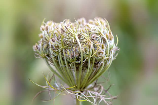 <p>Jacky Parker Photography / Getty Images</p> Queen Anne's lace seedhead