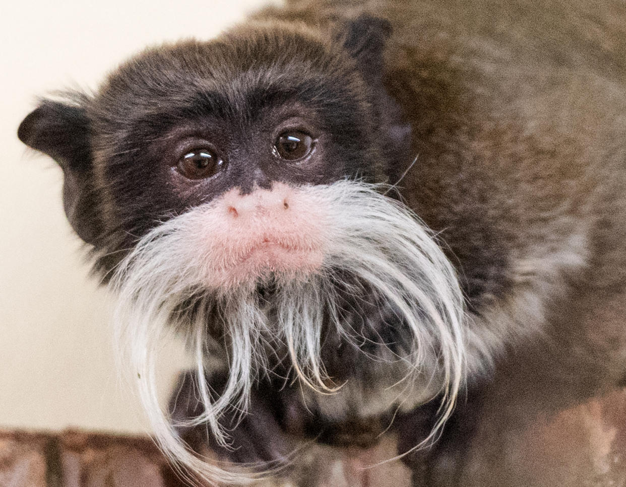 Tim the emperor tamarin sits in his enclosure at the zoo in Neumuenster, Germany, 04 March 2016. Photo: Daniel Bockwoldt/dpa | usage worldwide   (Photo by Daniel Bockwoldt/picture alliance via Getty Images)
