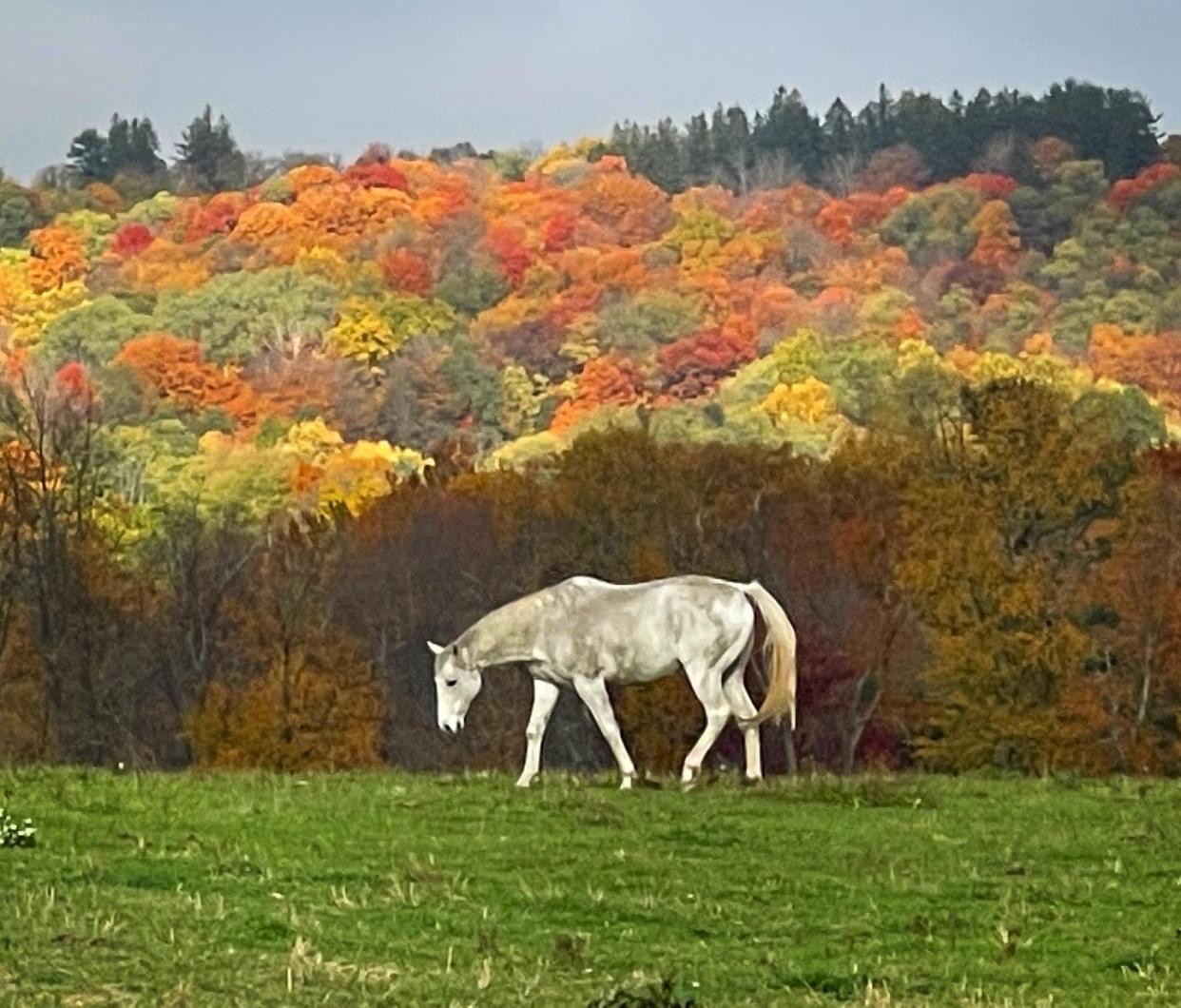 Horses are prominent state symbols for six states, among others.