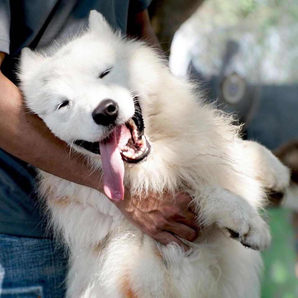 Happy Samoyed dog is embraced by man