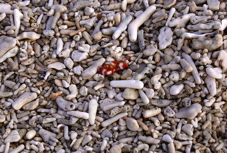 Dried coral and shells lie on a beach on Lady Elliot Island, north-east of the town of Bundaberg in Queensland, Australia, June 10, 2015. REUTERS/David Gray