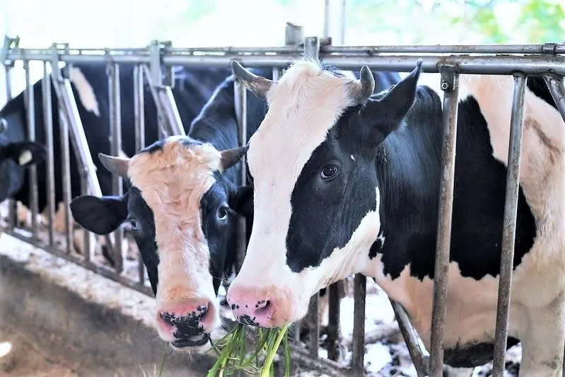 「耀輝牧場」除了可以看到可愛的乳牛，更提供烤肉、露營、食農教育和DIY活動。（圖／桃園市政府提供）