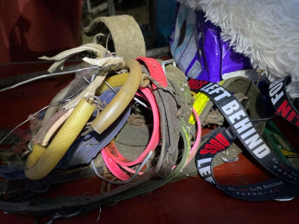 Collars collected from meat trade survivors. (Credit: No Dogs Left Behind)