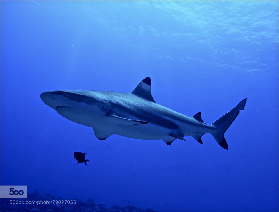 Shark of Rangiroa Frenche Polynesia.