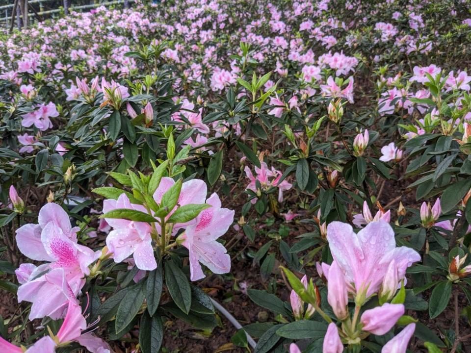 萬里區瑪鋉溪畔的運動公園及觀光公園廣植1萬7千株杜鵑花海，整體展區也達到1.5公頃。   圖：新北市農業局提供