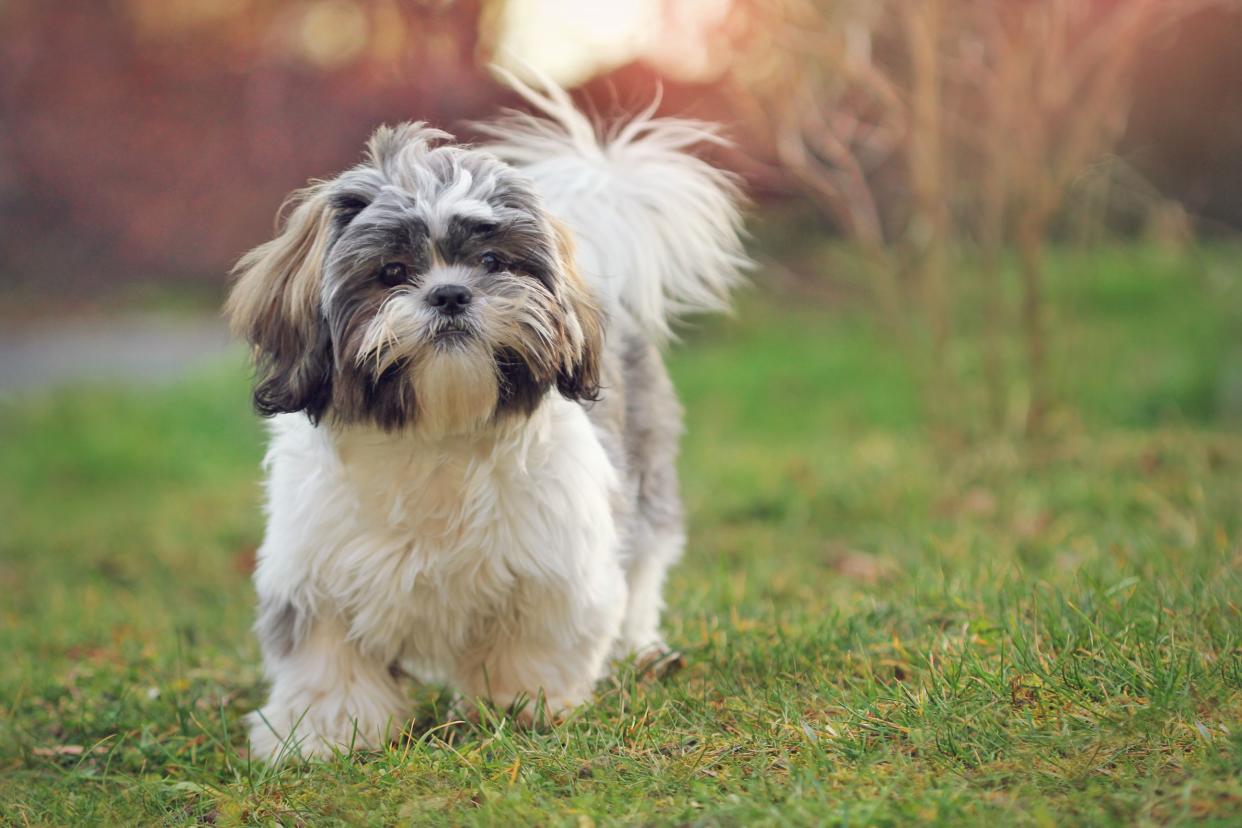 A white and grey Shih Tzu dog standing in the grass looking towards the camera, with a blurred background of winter scenery