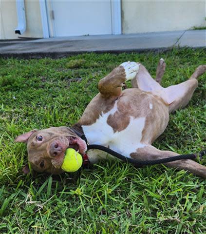 The Humane Society of Vero Beach & Indian River County has many animals available for adoption. Annie is 5 years old and weighs 54 pounds. She's ready to take a nap, or play ball. Your choice!