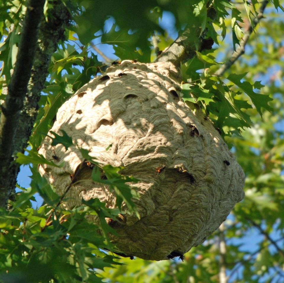 An Asian hornet nest