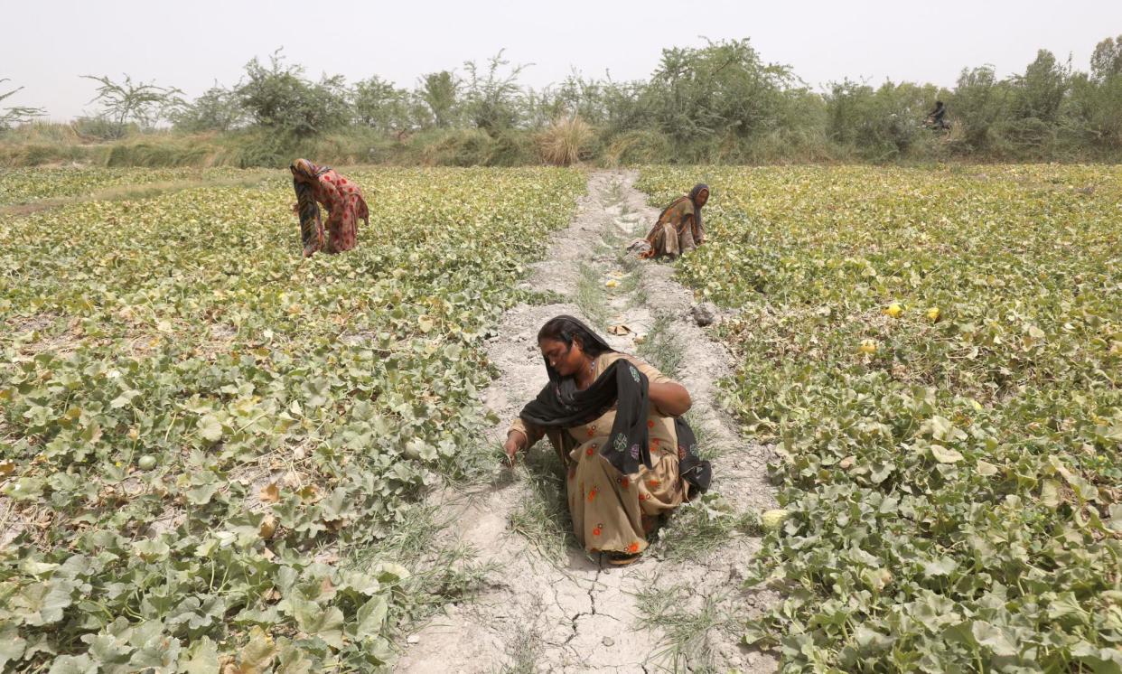 <span>Biban, a pregnant farmer, clears unwanted grass at a muskmelon farm during a heatwave, on the outskirts of Jacobabad, Pakistan.</span><span>Photograph: Akhtar Soomro/Reuters</span>