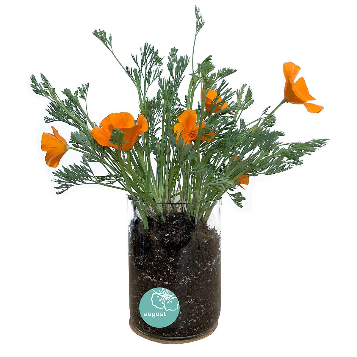 <p><a href="https://go.redirectingat.com?id=74968X1596630&url=https%3A%2F%2Fwww.uncommongoods.com%2Fproduct%2Fbirth-month-flower-grow-kit&sref=https%3A%2F%2Fwww.womansday.com%2Frelationships%2Ffamily-friends%2Fg60296719%2Fbest-personalized-gifts%2F" rel="nofollow noopener" target="_blank" data-ylk="slk:Shop Now;elm:context_link;itc:0;sec:content-canvas" class="link rapid-noclick-resp">Shop Now</a></p><p>Birth Month Flower Grow Kit</p><p>uncommongoods.com</p><p>$34.00</p>