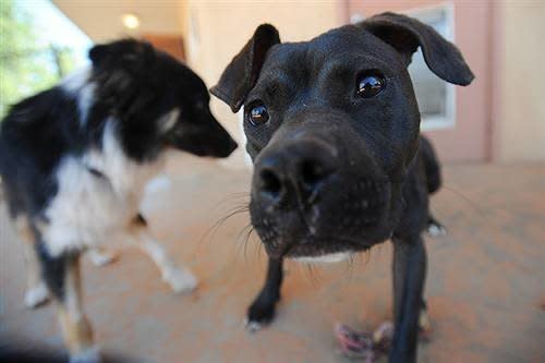 Mustang was rescued from a Florida dogfighting bust. He's now <a href="http://bestfriends.org/common/pages/animaldetails.aspx?id=30482086&o=DateModified&f=KChwLmFuaW1hbCA9ICdEb2cnIEFORCBwLnNoZWx0ZXJfaWQgPSAnVVQ3NycpIEFORCAocC5uYW1lIExJS0UgJyVNdXN0YW5nJScgQU5EIChwLnNpemUgPSAnTScpIEFORCAocC5icmVlZCBMSUtFICclPGJyZWVkPkFtZXJpY2FuIFN0YWZmb3Jkc2hpcmUgVGVycmllcjwvYnJlZWQ+JScpKSk=" target="_blank">available for adoption through Best Friends Animal Society</a>.