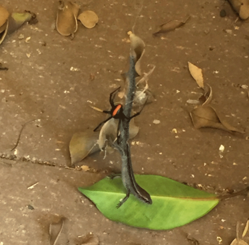 A little girl has come home from school to find a redback spider trying to eat an entire lizard. Photo: Supplied