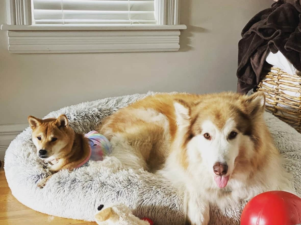 Sonia German's dogs Arya, left, and Banjo had to be put down after they ingested a toxic substance. (Sonia German - image credit)