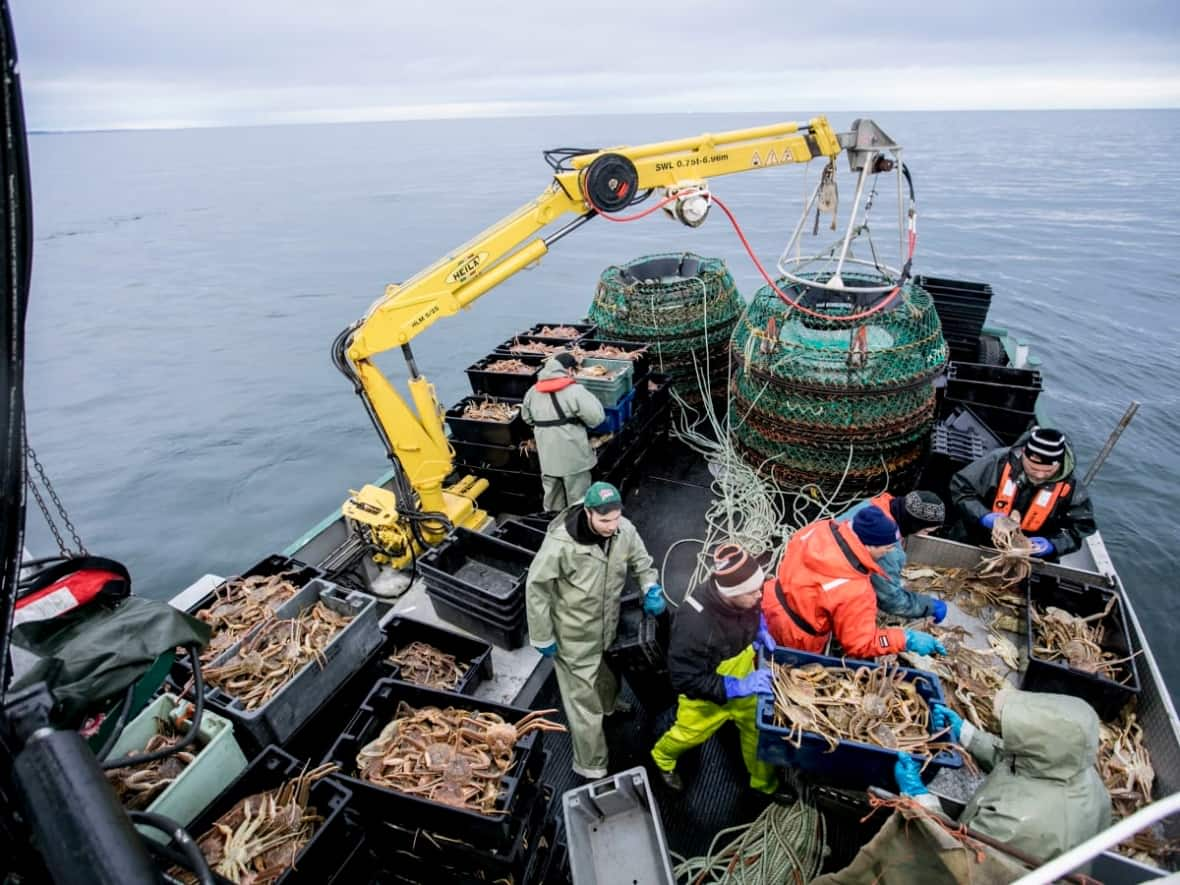 Snow crab harvesters could be back on the water soon.  (Maxime Corneau/Radio-Canada - image credit)