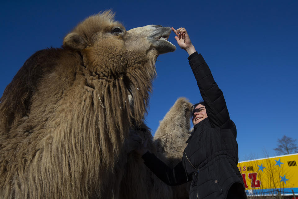 Madeleine Renz, an eighteen-year-old circus artist, cuddles one of the eight Siberian Steppe camels, stranded in Drachten, northern Netherlands, Tuesday, March 31, 2020. The circus fleet of blue, red and yellow trucks have had a fresh lick of paint over the winter. But now, as coronavirus measures shut down the entertainment industry across Europe, they have no place to go. (AP Photo/Peter Dejong)
