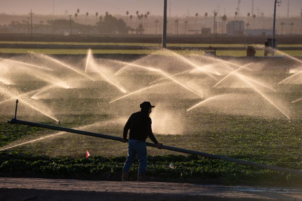 An irrigation pipe is moved in a lettuce field east of Yuma on Jan. 28, 2022. Together with the Imperial Valley on California’s side of the Colorado River, this region provides most of the nation’s winter vegetable crop.
