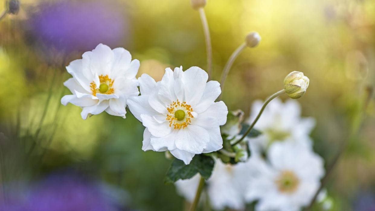 close up image of the beautiful late summer flowering anemone 'honorine jobert' flower also known as the japanese anemone