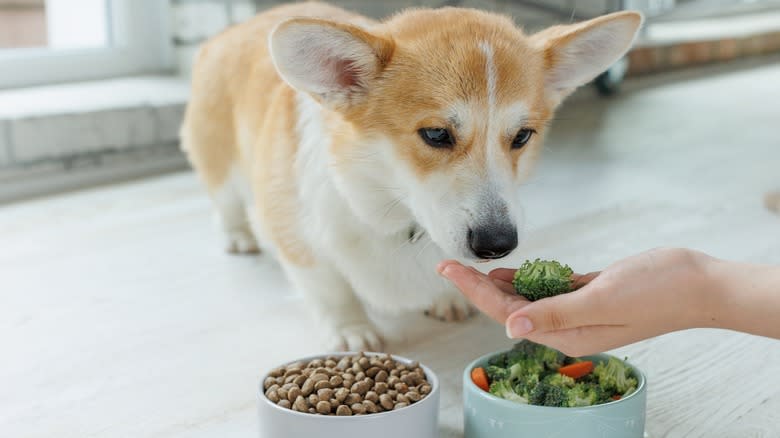 Dog eating broccoli