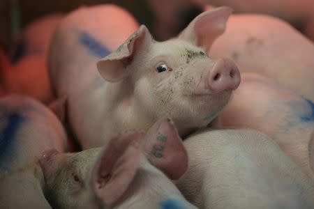 Piglets are pictured in a production module at the pig farm Granjas Carrol de Mexico (GCM), in Cuyoaco, Puebla state, Mexico August 4, 2017. Picture taken August 4, 2017. REUTERS/Edgard Garrido