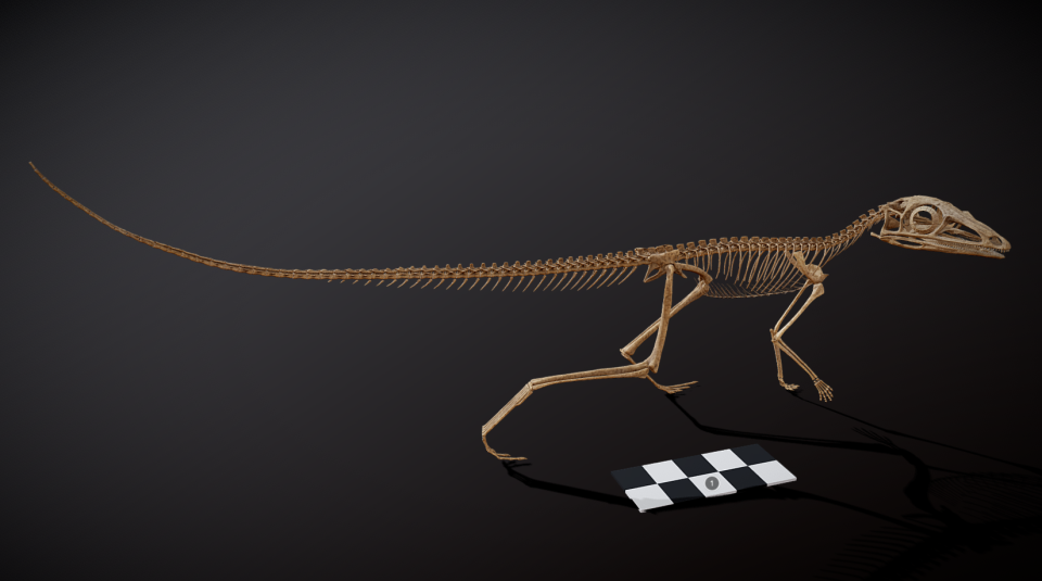 3D skeletal reconstructions of Scleromochlus taylori 