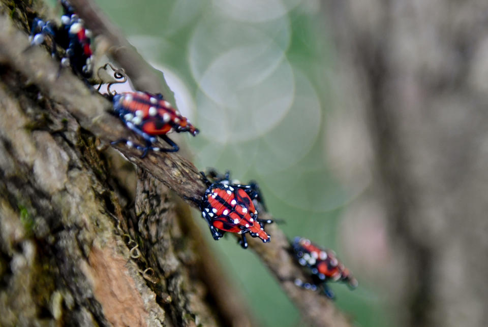 Spotted lanterfly nymphs 