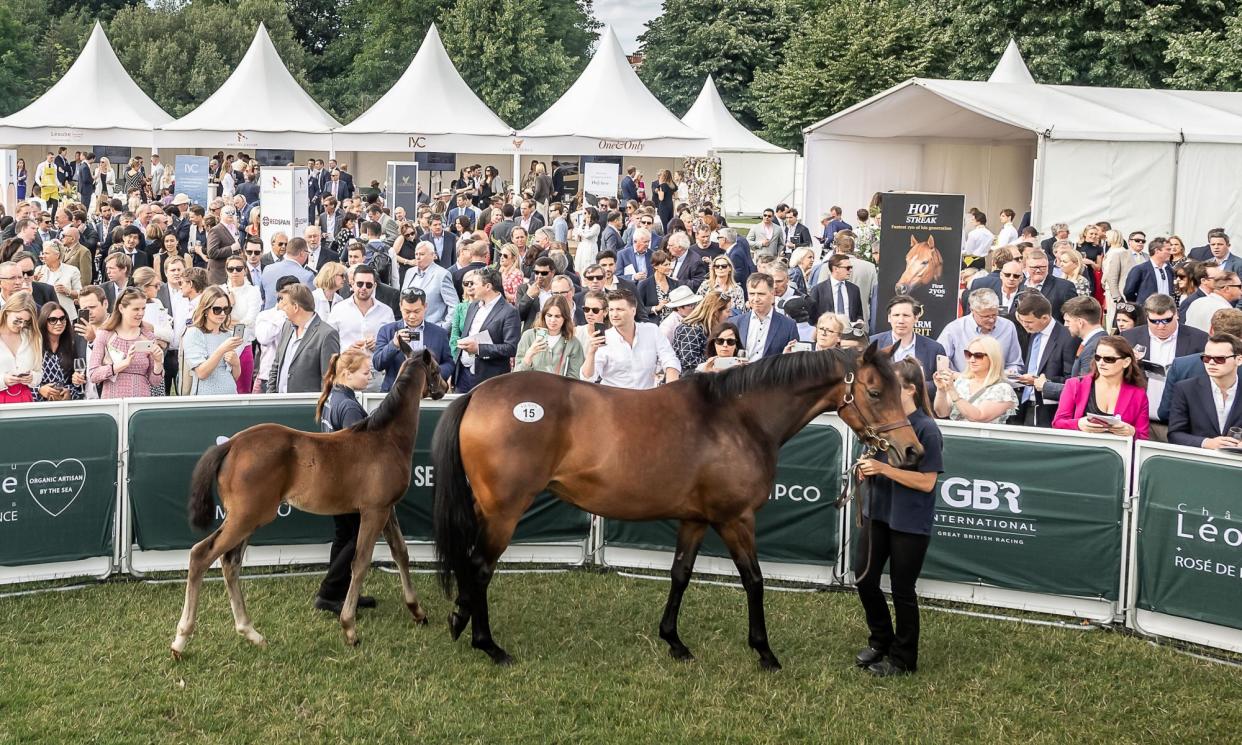 <span>The thoroughbred auctioneer Goffs holds an annual sale at Kensington Palace Gardens.</span><span>Photograph: handout</span>