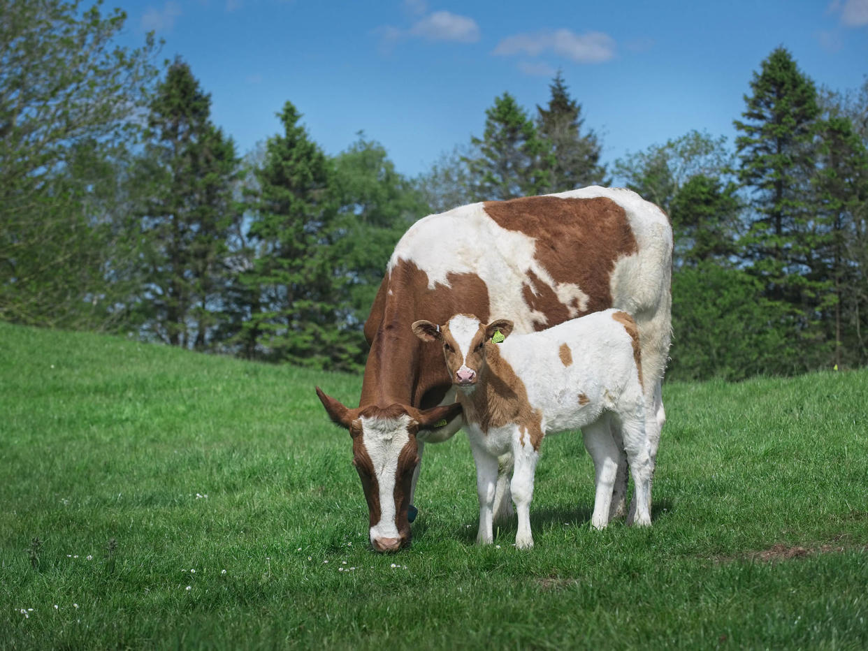 The Ethical Dairy