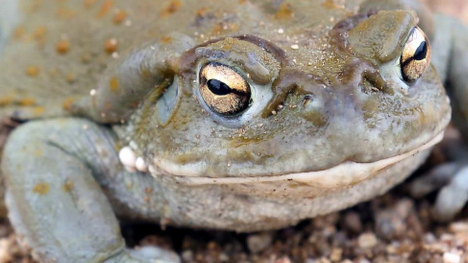 Un sapo del desierto de Sonora