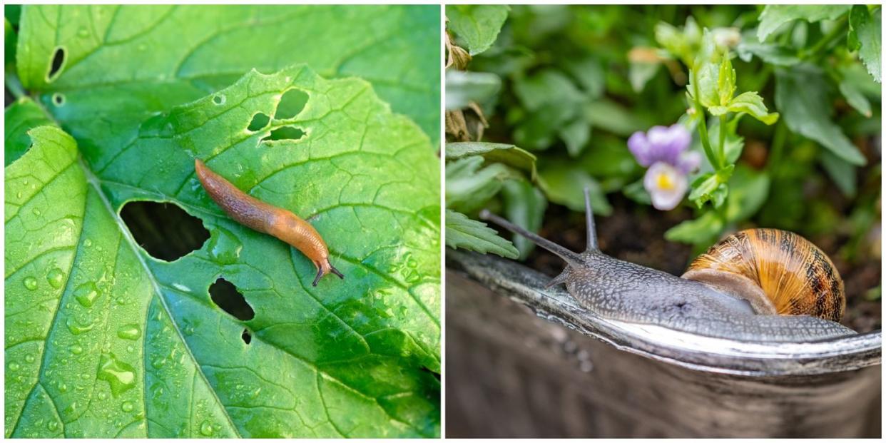 a slug and snail on a leaf