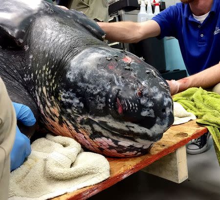 Workers at the South Carolina Aquarium in Charleston treat a 500-pound leatherback turtle in this undated handout photo obtained by Reuters March 9, 2015. REUTERS/South Carolina Sea Aquarium/Handout via Reuters