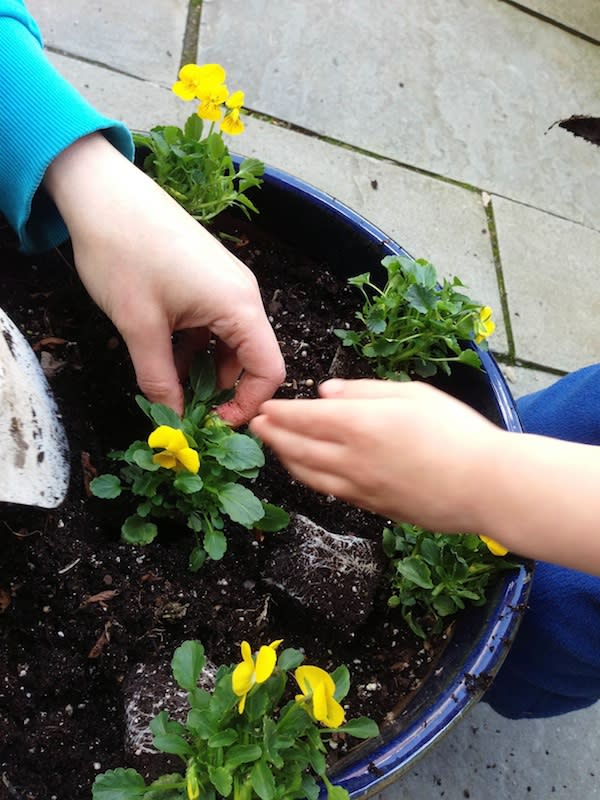 Planting New Plants