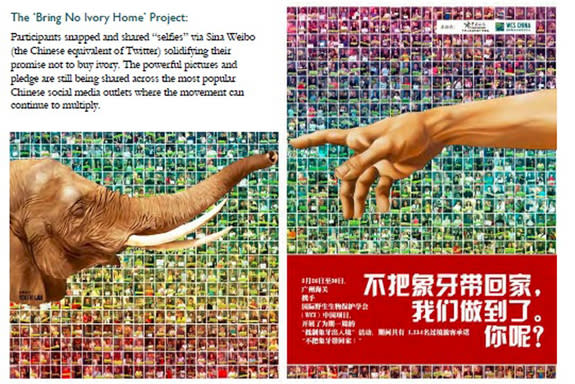 Through a series of social media mini-campaigns developed in China, more than 8,000 Chinese have taken pictures documenting their pledge to "Bring No Ivory Home" on shouhudaxiang.org.