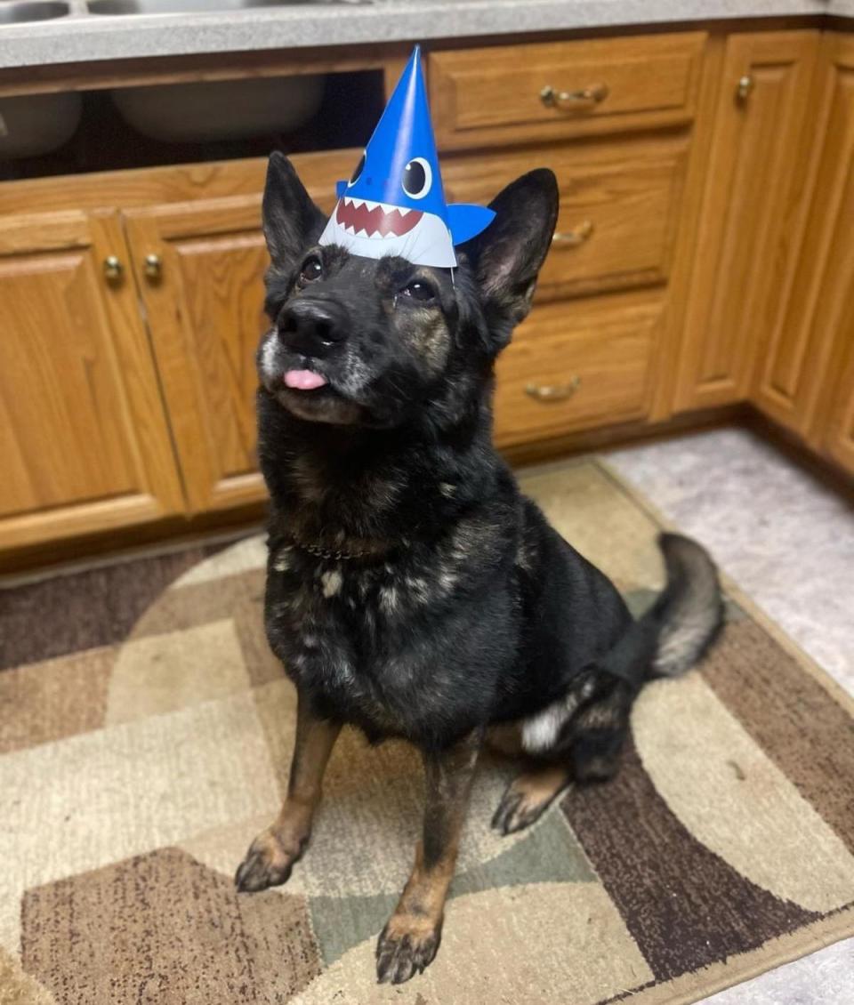 Dexter on his 10th birthday in November 2022. He had just turned 11 in November 2023 before the fire killed him and 16 other dogs.