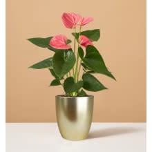 Product image of The Sill Pink Anthurium