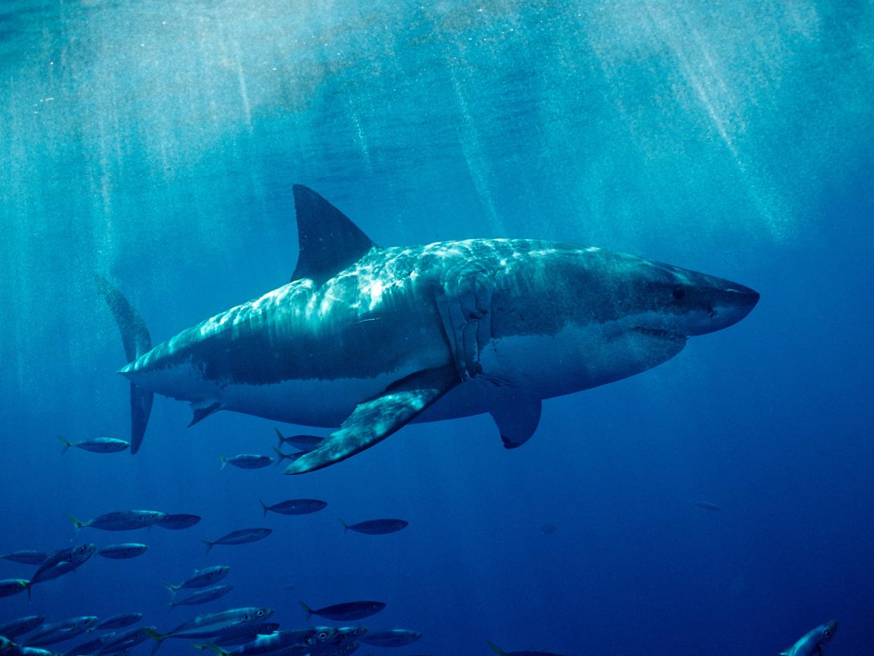 Great White Shark, Carcharodon carcharias, USA, California, Pacific Ocean, Farallon Island, San Francisco Bay