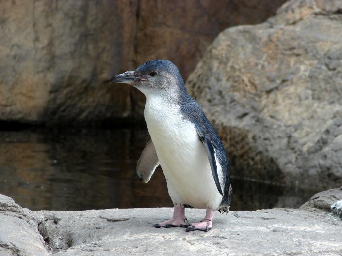 Hundreds of the world’s smallest penguins are washing up dead on New Zealand’s shores. An expert says it’s the third ‘mass death’ event in 10 years.