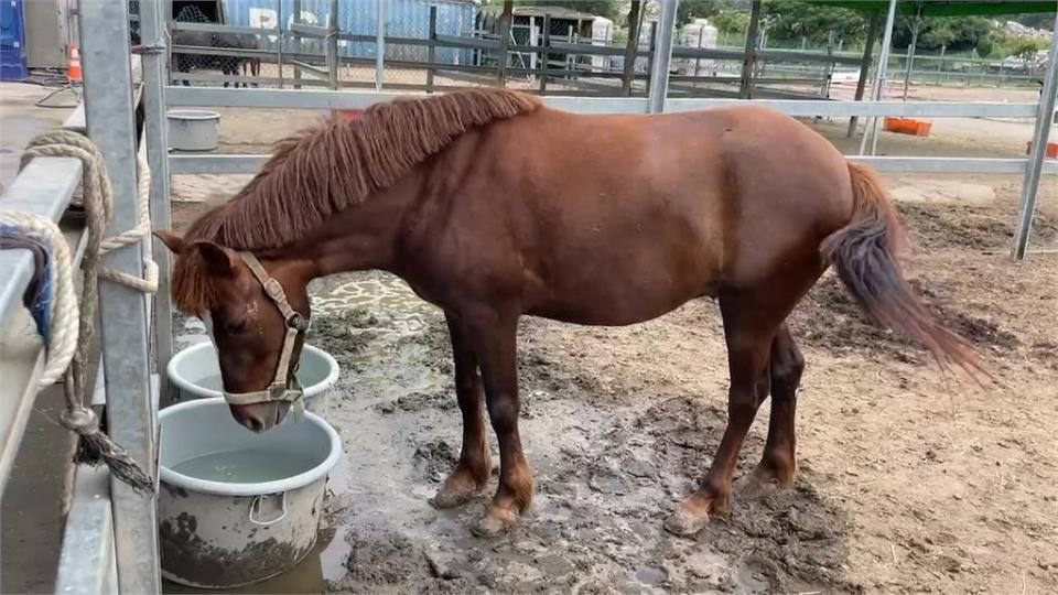 馬路上有馬！大馬帶小馬闖到路上　馬場遭開罰：未來加強管理